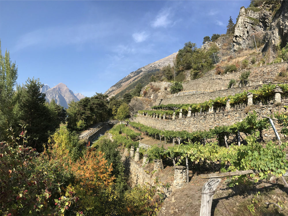 La Piagne Vigneto | Morgex (AO)